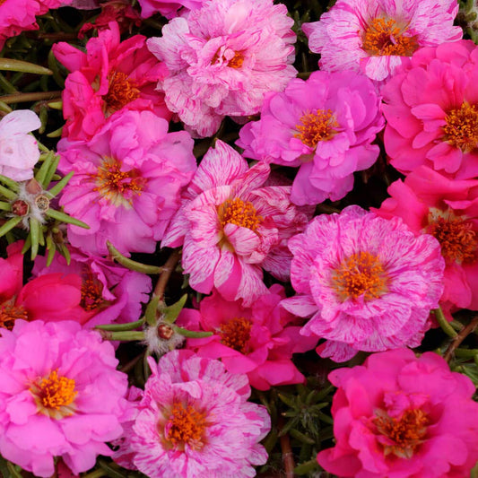 Moss Rose 'Happy Hour' Peppermint