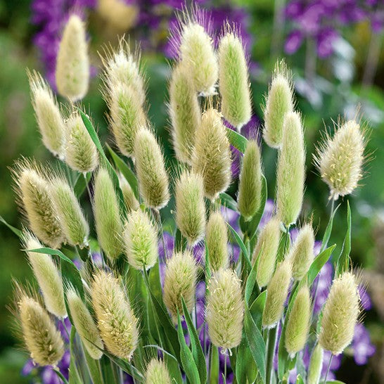 Bunny's tail grass