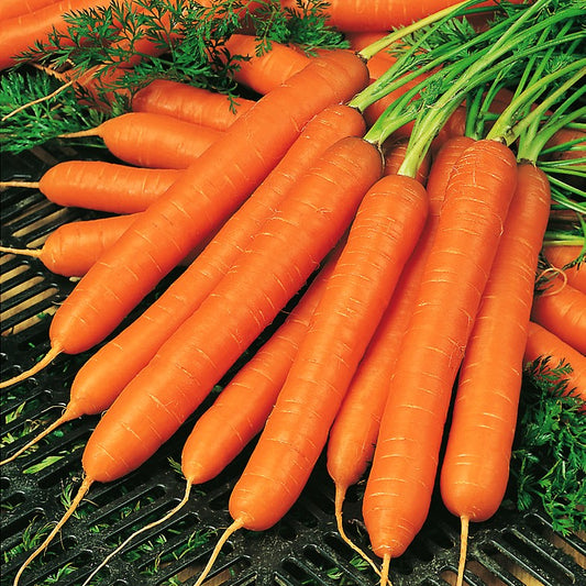 Carrot 'Amsterdam 3'