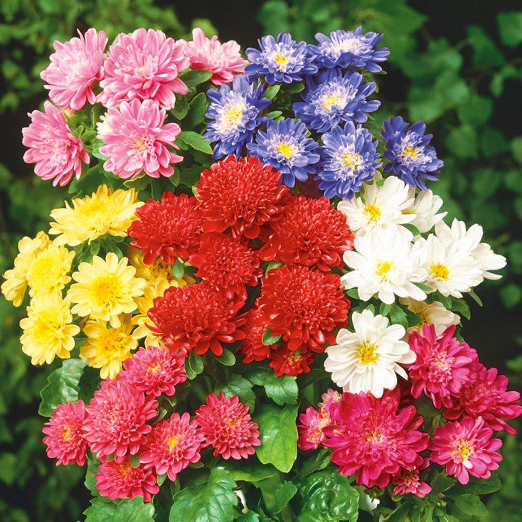 Aster dwarf 'Pinocchio' mixed