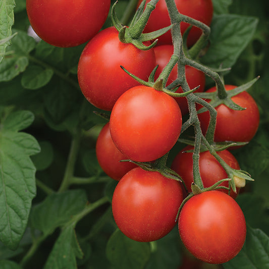 Tomato 'Currant' F1