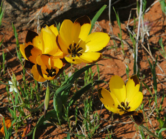 Hesperantha vaginata