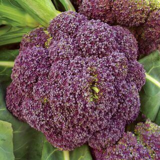 Winter Purple Broccoli 'Miranda'