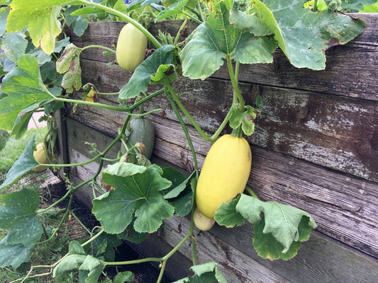 Squash 'Spaghetti'