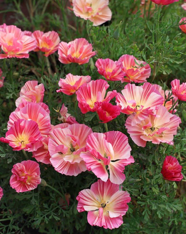 California Poppy Frilly Fun Appleblossom