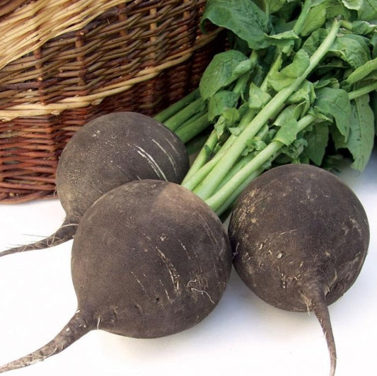 Radish black 'Kulata cerna'