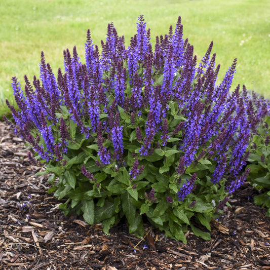 Salvia Nemerosa 'West-Friesland'