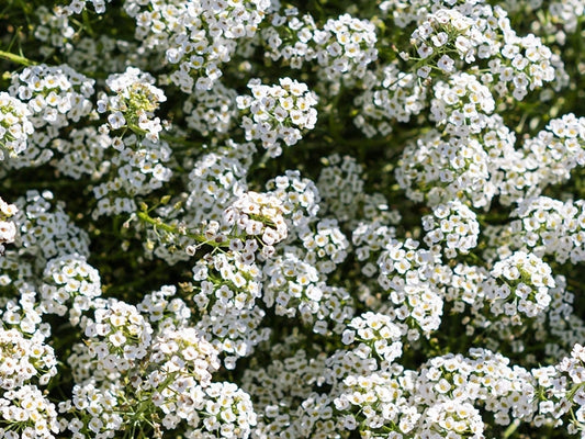 Sweet Alyssum White 'Snowcloth'