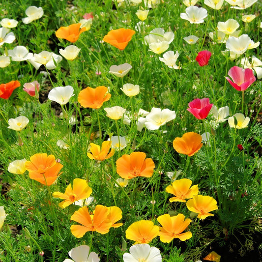 California poppy mix