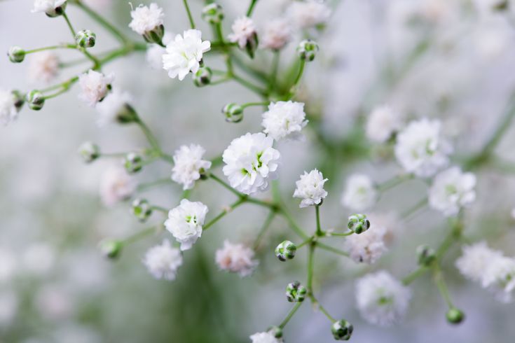 Baby's breath 'Snowflake'