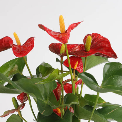 Anthurium Aristo