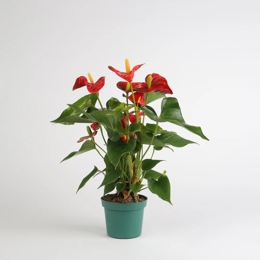 Anthurium Aristo