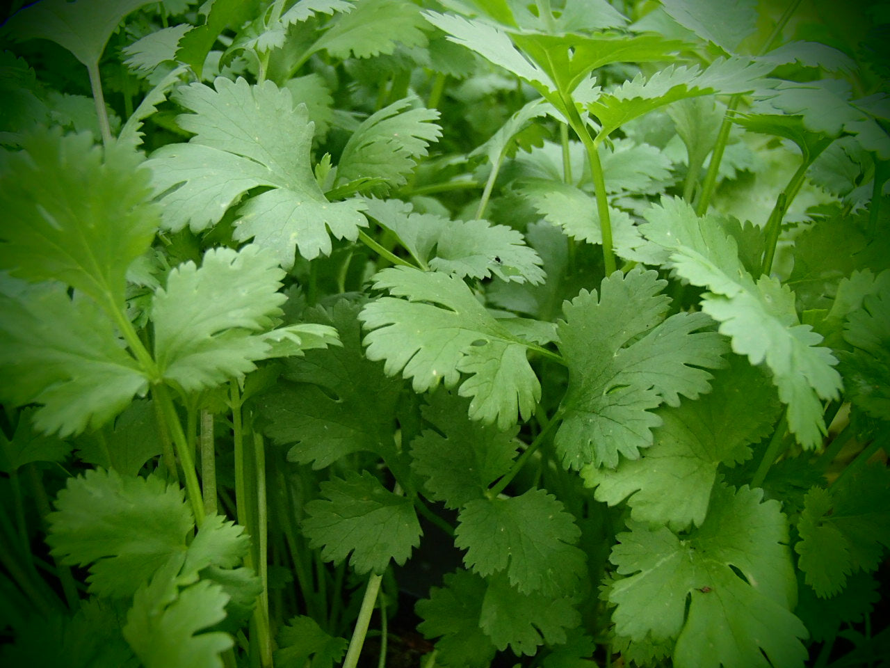 Coriander - Coriandrum sativum