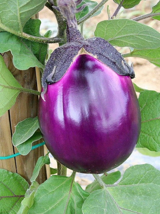 Aubergine 'Halflange violette'