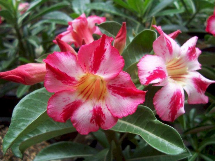 Adenium - Harry P