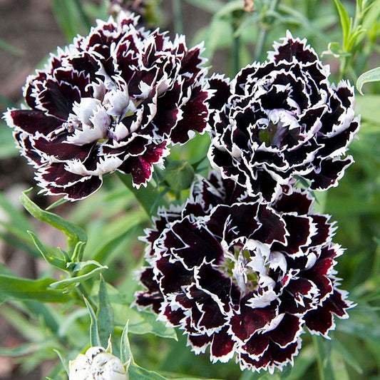 Carnation Black - Dianthus Heddewigii Chianti