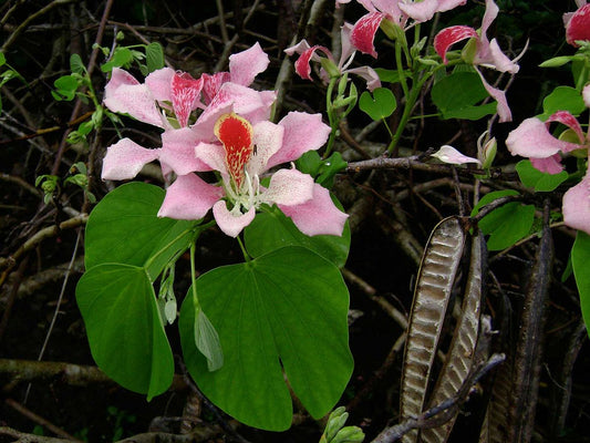 Bauhinia monandra Orchid (Pink Tree or Butterfly Flower)