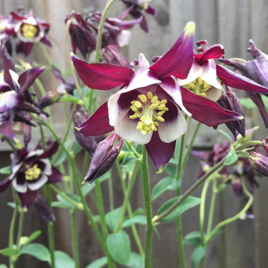 Columbine 'William Guinness'