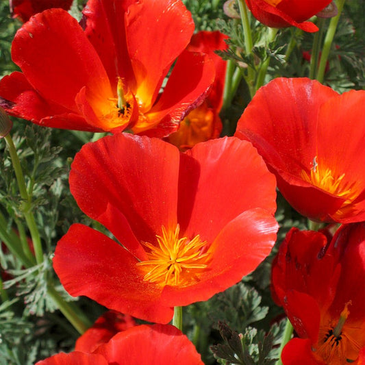 California poppy 'Red chief'