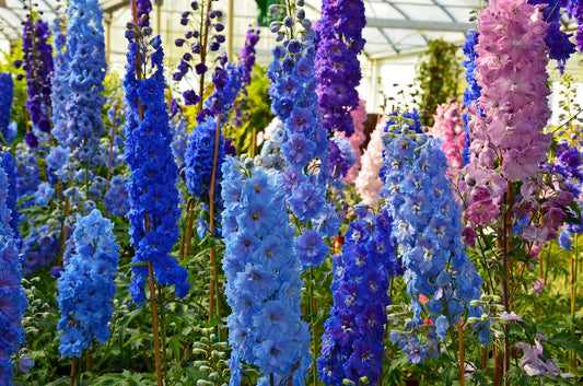 Delphinium Tall 'Pacific' mix