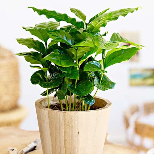 Coffee plant - Coffea arabica nana