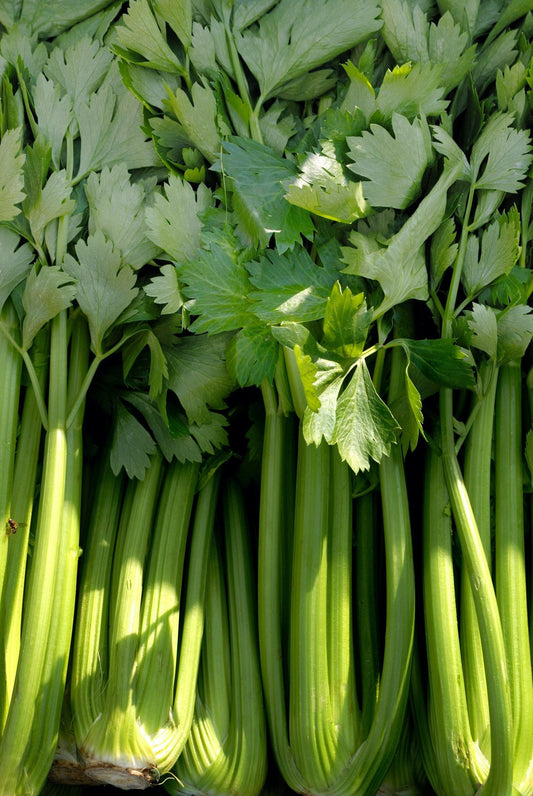 Celery 'Utah'