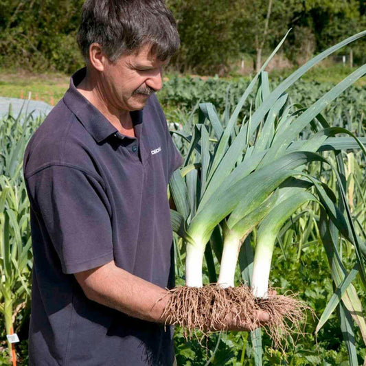 Leek 'Bulgarian Giant'