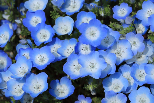 Nemophila 'Baby Blue Eyes'