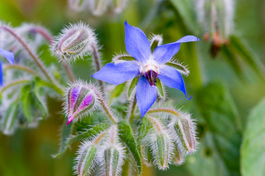 Borago officinalis