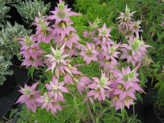 Purplish Lilac Lemon Bee Balm Mint