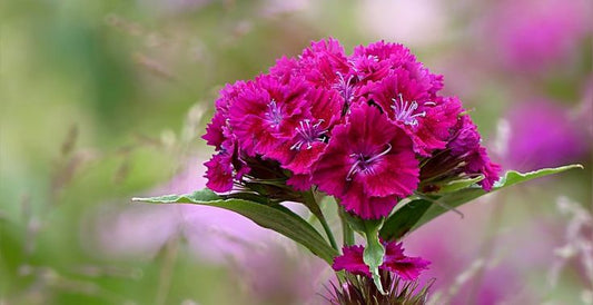 Sweet William Catchfly