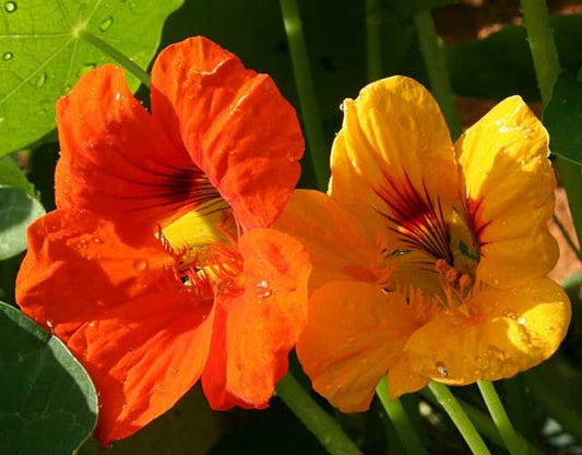 Nasturtium mix 'Out of Africa' - Tropaeolum Majus