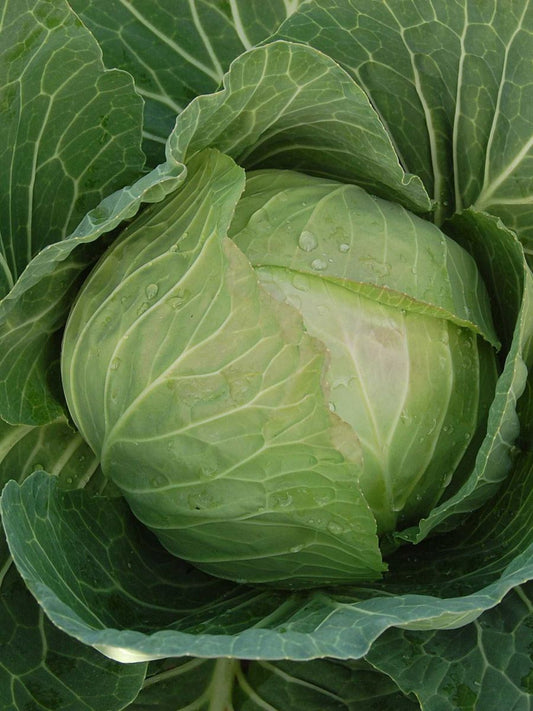 Cabbage F1