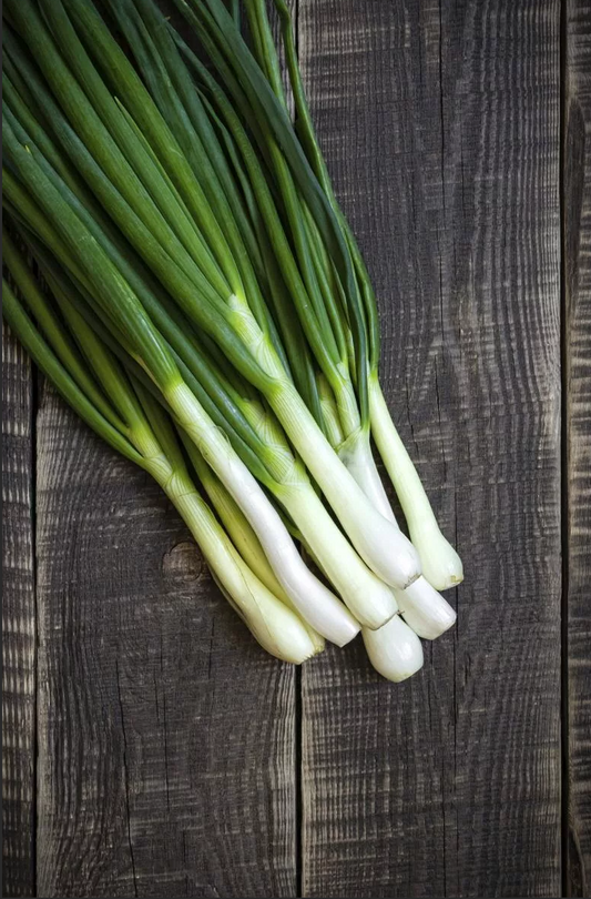 Welsh Onion 'Bajkal'