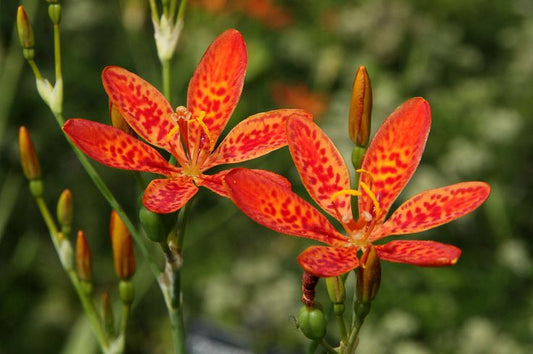 Blackberry lilly