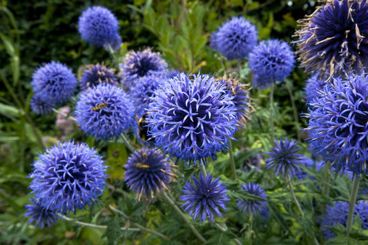 Blue globe thistle