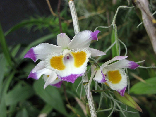 Dendrobium devonianum orchid