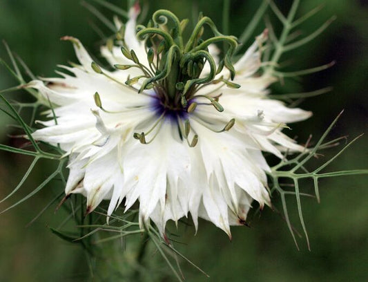 Nigella sativa `Black Cumin` white