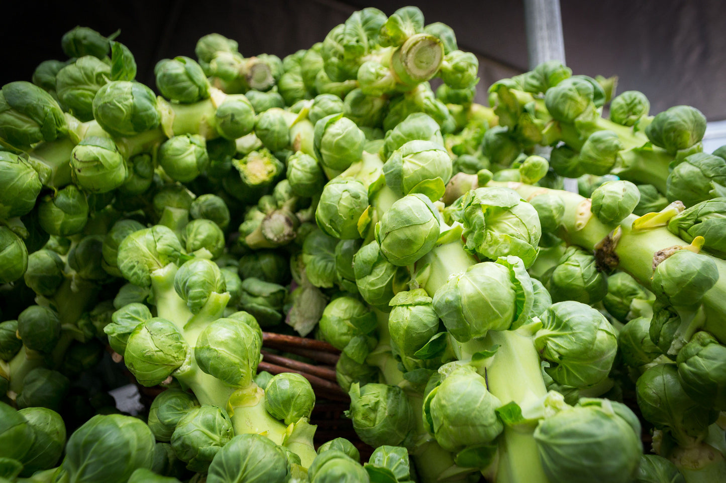 Half Dwarf Brussels Sprouts