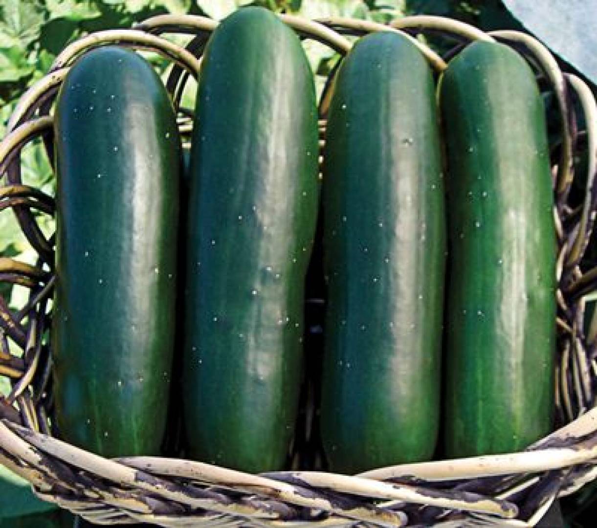 Vegetable Cucumber Jogger F1