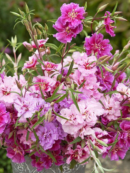 Clarkia Garland Flower Double Mix