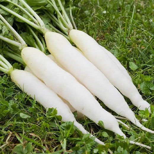 Radish Ice Candle