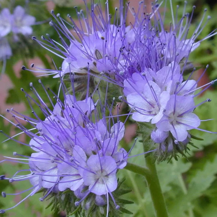 Blue Tansy Lacy