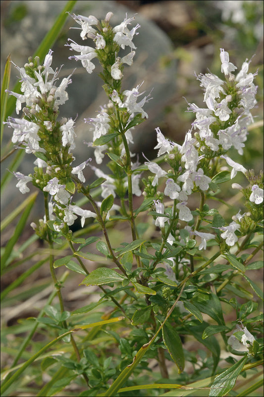 Balkan Mint - Micromeria thymifolia