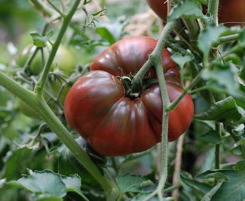 Tomato 'Black prince'