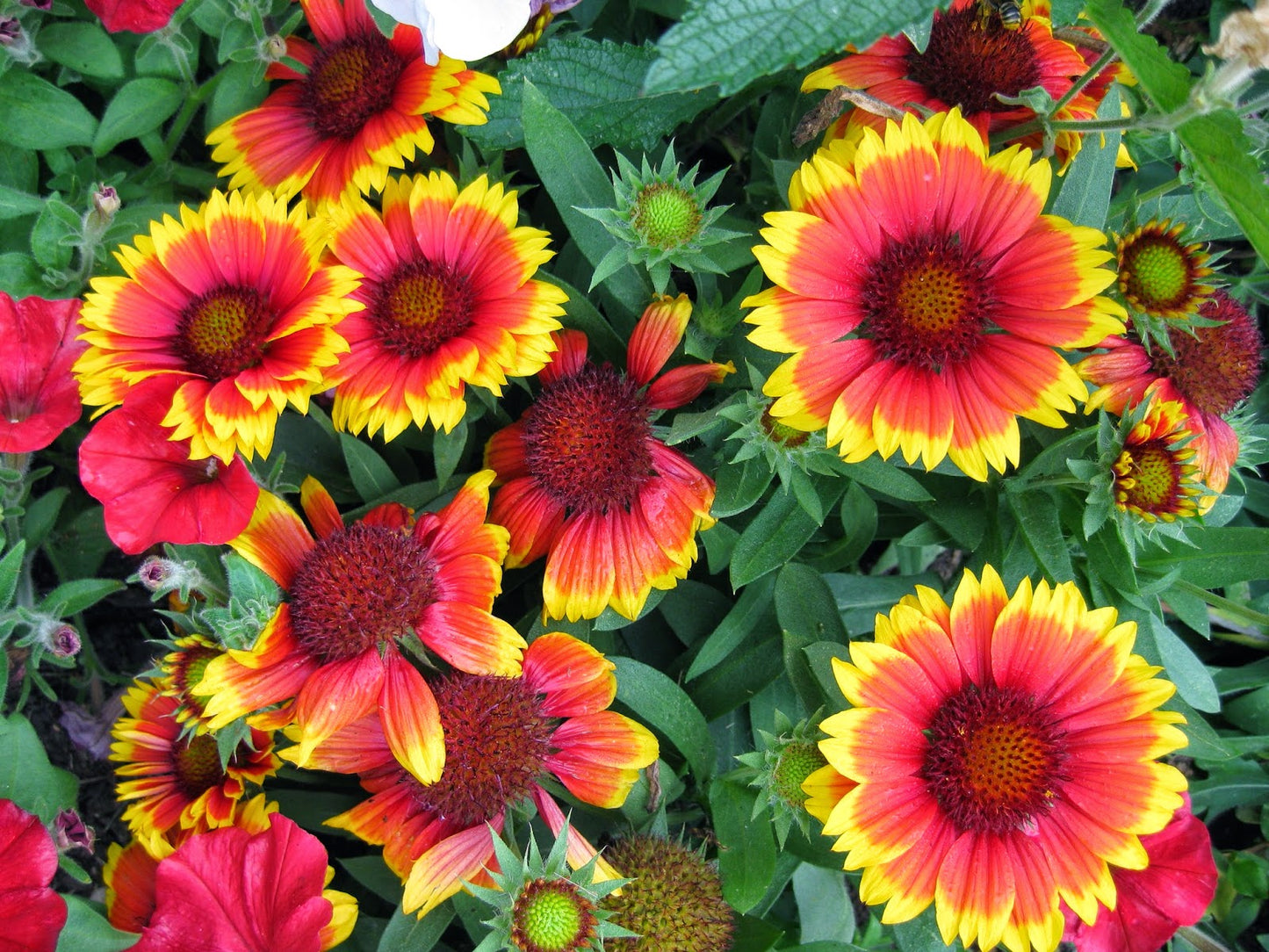 Blanket Flower Mix