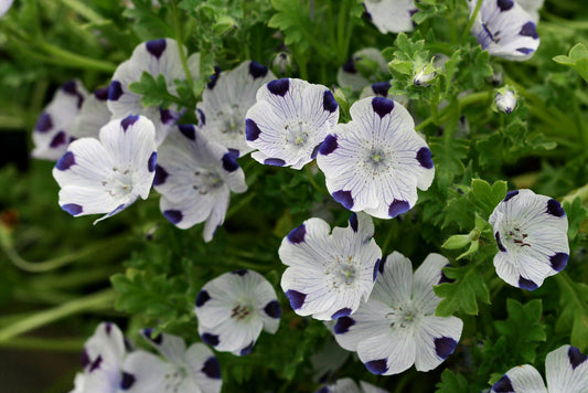 Nemophila 'Five Spot'