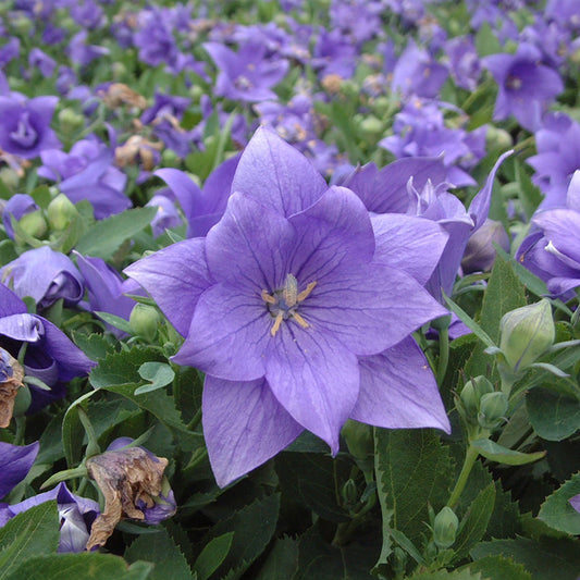 Balloon flower Blue