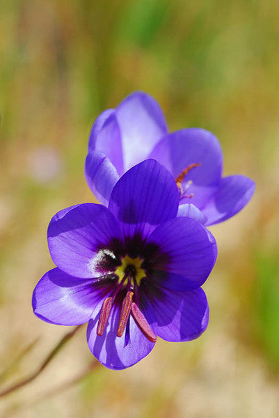 Geissorhiza Spledidissima