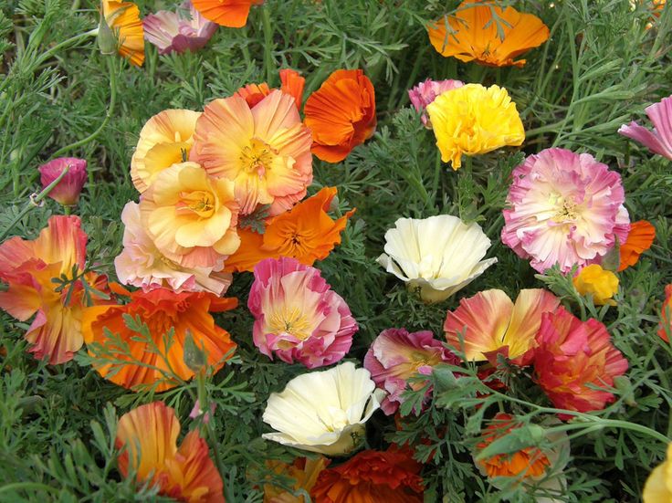 California poppy 'Ballerina' mix